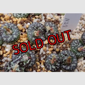 画像: mundum LAV28653 NS7　【25-12】