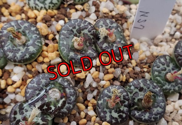 画像1: mundum LAV28653 NS7　【25-12】