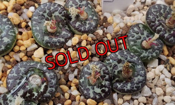 画像2: mundum LAV28653 NS7　【25-12】