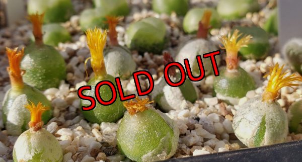 画像1: hammeri　【25-12】