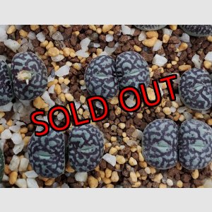 画像: witte bergense RR714/30-1　太線　2H【25-12】