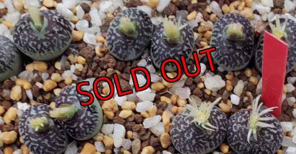 画像2: witte bergense RR714/CR16-A　2H【25-12】