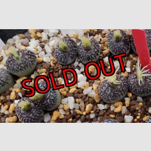 画像: witte bergense RR714/CR16-A　2H【25-12】