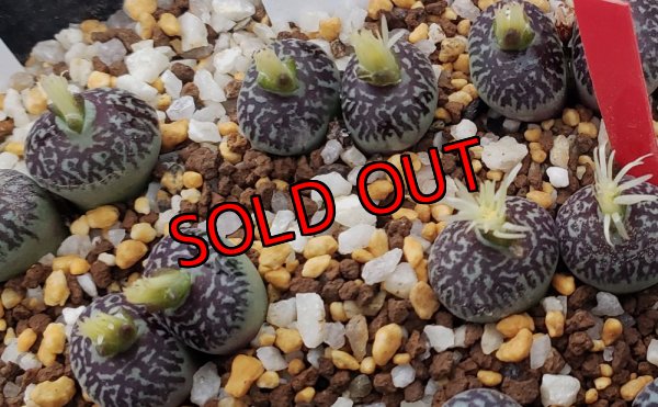 画像1: witte bergense RR714/CR16-A　2H【25-12】