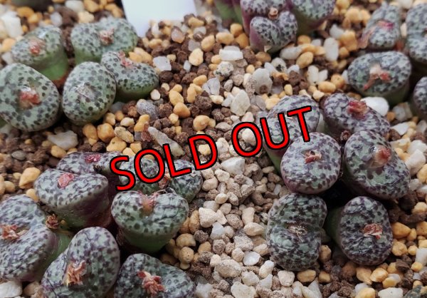 画像2: obcordellum Pakhuis red【25-12】