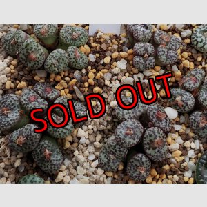 画像: obcordellum Pakhuis red【25-12】