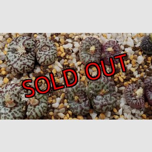 画像: obcordellum picturatum SB622【25-12】