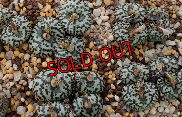 画像2: ursprungianum TS603【25-12】