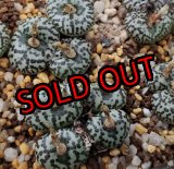 画像: ursprungianum TS603【25-12】