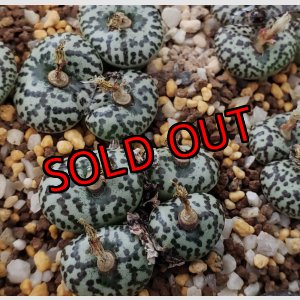 画像: ursprungianum TS603【25-12】