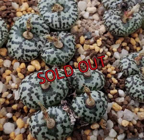 画像1: ursprungianum TS603【25-12】