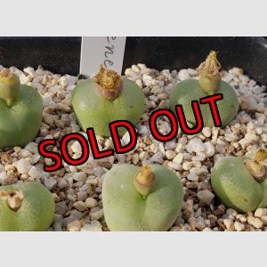 画像: Subfenestratum SB624【25-12】