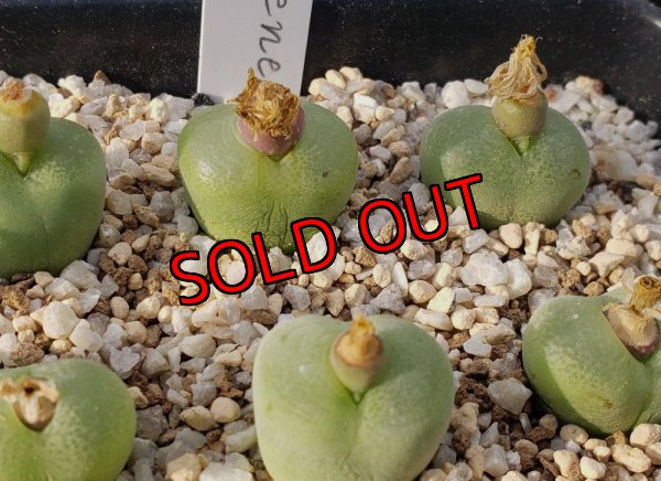 画像1: Subfenestratum SB624【25-12】