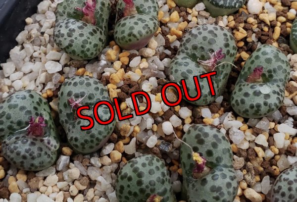 画像2: 紅絞り/2H【25-12】