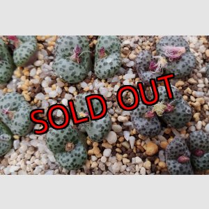 画像: 紅絞り/2H【25-12】