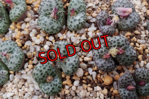 画像1: 紅絞り/2H【25-12】