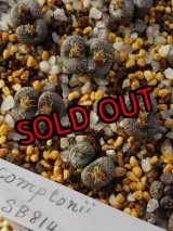 画像: Comptonii SB814【25-12】