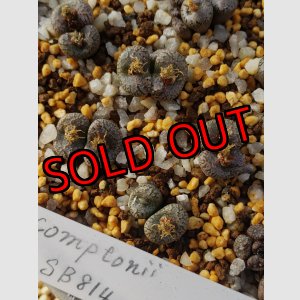 画像: Comptonii SB814【25-12】