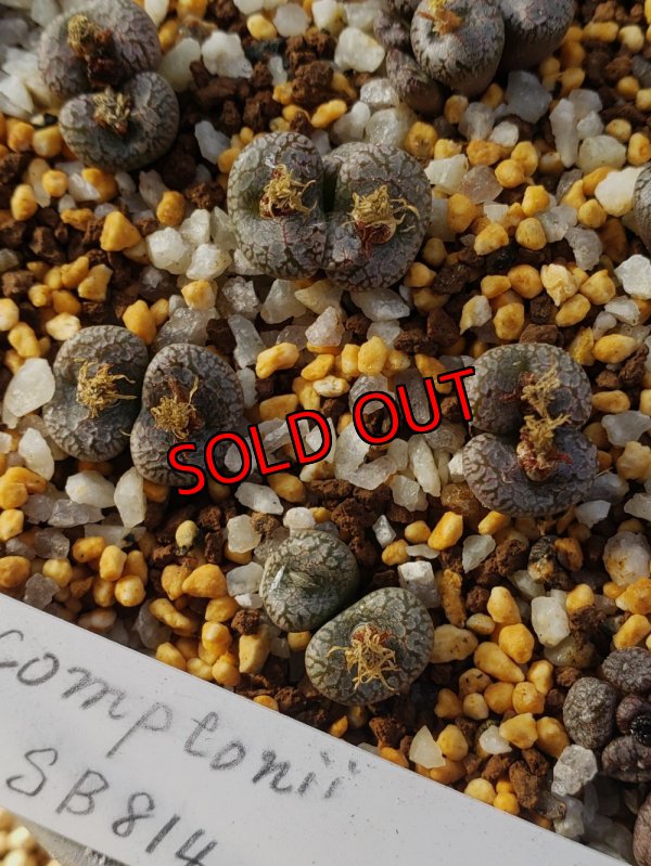 画像1: Comptonii SB814【25-12】