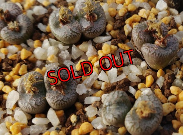 画像2: Comptonii SB814【25-12】