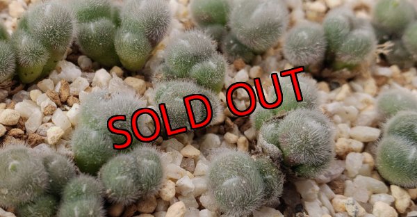 画像2: stephanii ssp abductum SB1119【25-12】