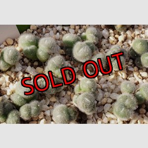 画像: stephanii ssp abductum SB1119【25-12】