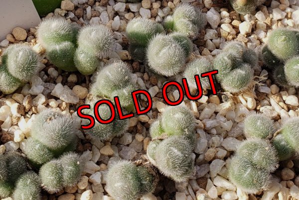 画像1: stephanii ssp abductum SB1119【25-12】