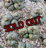 画像: stenandrum SB1986【25-12】