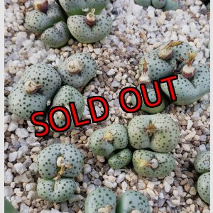 画像: stenandrum SB1986【25-12】