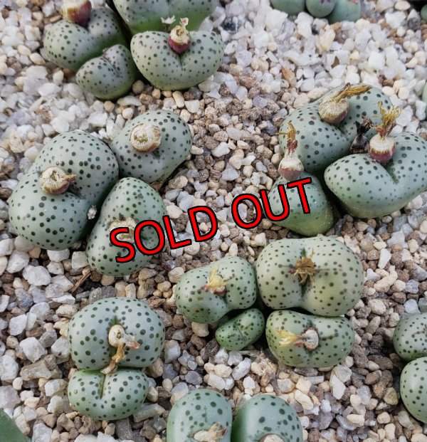 画像1: stenandrum SB1986【25-12】