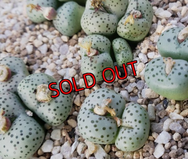 画像2: stenandrum SB1986【25-12】