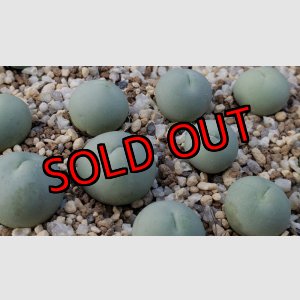 画像:  calculus Vanrhynsdorp【25-12】