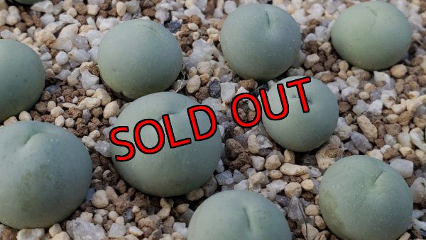 画像1:  calculus Vanrhynsdorp【25-12】