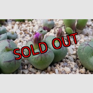 画像: ficiforme 八重垣姫　2H【25-12】