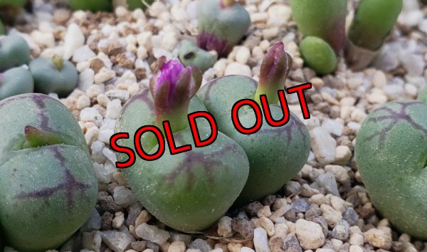 画像1: ficiforme 八重垣姫　2H【25-12】