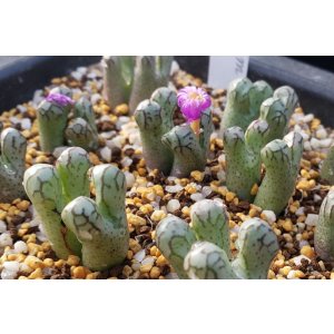 画像:  turrigerum COP334-3/4H　【26-10】