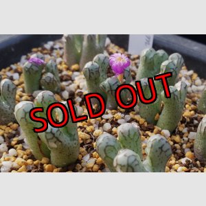 画像:  turrigerum COP334-3　【25-12】