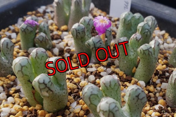 画像1:  turrigerum COP334-3　【25-12】