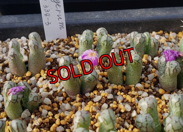 画像2:  turrigerum COP334-3　【25-12】