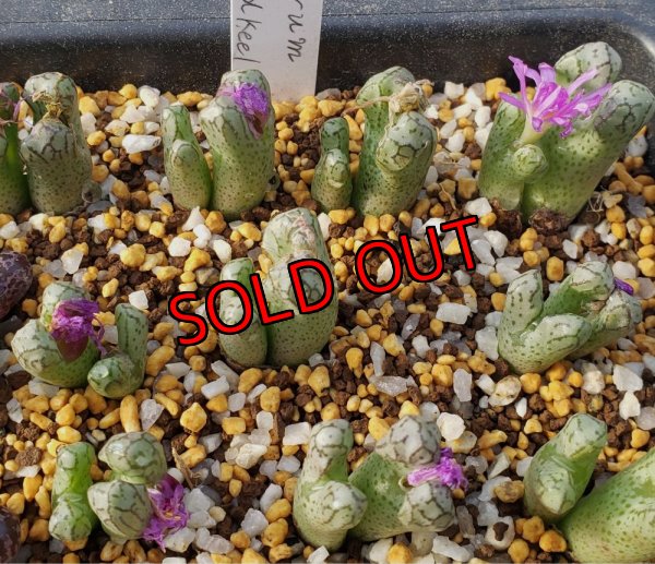 画像2: turrigerum  HK Red  keel【25-12】