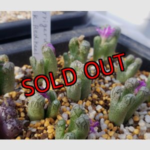 画像: turrigerum  HK Red  keel【25-12】