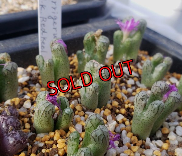 画像1: turrigerum  HK Red  keel【25-12】