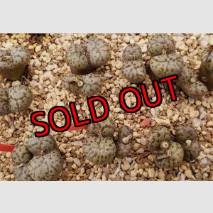 画像: pellucidum neohallii　Makin7966【25-12】