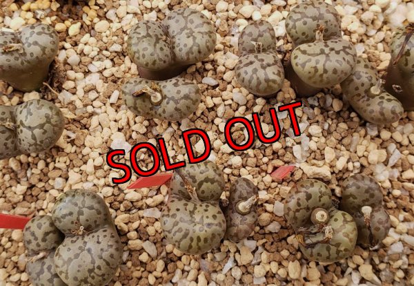 画像1: pellucidum neohallii　Makin7966【25-12】