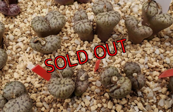 画像2: pellucidum neohallii　Makin7966【25-12】