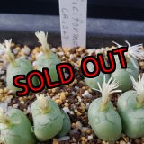 画像: ficiforme fossuiatum CR1527/2H【25-12】