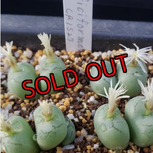 画像: ficiforme fossuiatum CR1527/2H【25-12】