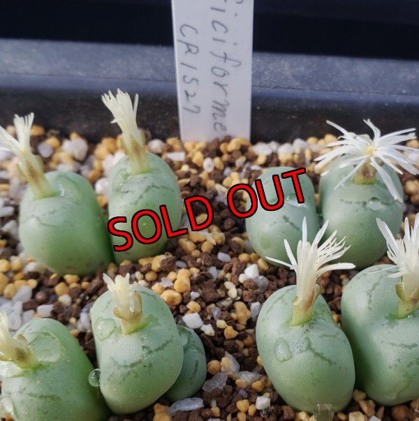 画像1: ficiforme fossuiatum CR1527/2H【25-12】