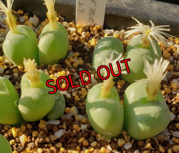 画像2: ficiforme fossuiatum CR1527/2H【25-12】