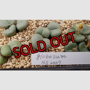 画像: globosum NS2007 【25-12】